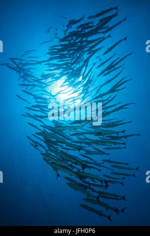 Sueño blackfin, barracuda Sphyraena qenie, el Mar Rojo, Ras Mohammed, Egipto Foto de stock
