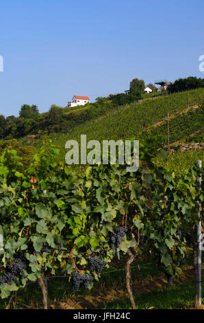Viñedos de Eisenberg, Austria, Burgenland, Alemán Schützen-Eisenberg Foto de stock