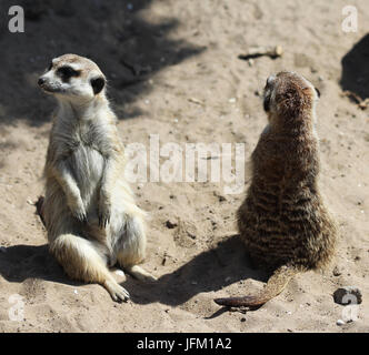 Dos suricata o alerta permanente Foto de stock