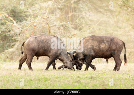 Dos jóvenes Cape Buffalo (Syncerus caffer) luchando en el cráter del Ngorongoro Tanzania Foto de stock