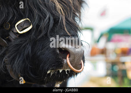 Bos taurus. Highland cow toro negro el rostro y la nariz del anillo en el espectáculo en el país demuestran Hanbury, Worcestershire. UK Foto de stock