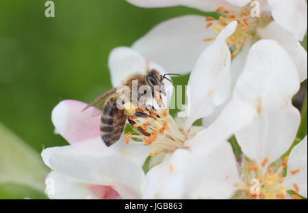 Miel de abejas (Apis mellifera), recogiendo el néctar de las flores de la primavera florecen de Malus domestica 'Katy', Apple tree en inglés un huerto en mayo, REINO UNIDO Foto de stock