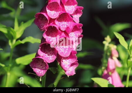 Rosa o digitálicos foxgloves plantar flores en el jardín