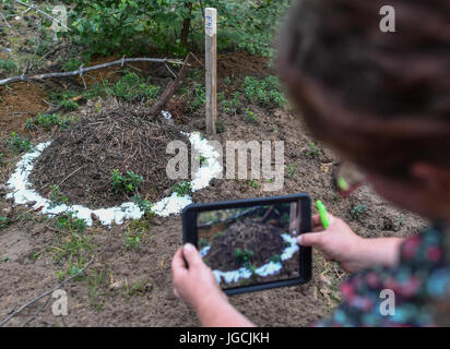 Birkenwerder, Alemania. 04 Julio, 2017. El biólogo certificada y CEO de la compañía Nagola Re GmbH, Christina Graetz, toma una foto de una colonia de hormigas que anteriormente se traslada por ella cerca de Birkenwerder, Alemania, 04 de julio de 2017. Un anillo de azúcar que rodea el hormiguero - una primera fuente de alimento para los recién llegados. Foto: Patrick Pleul/dpa-Zentralbild/dpa/Alamy Live News