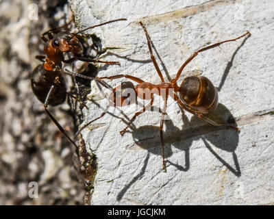 Birkenwerder, Alemania. 04 Julio, 2017. Un Formica polyctena rojo europeo (especie de hormiga de madera), fotografiado en un bosque cerca de Birkenwerder, Alemania, 04 de julio de 2017. El biólogo certificada y CEO de la compañía Nagola Re GmbH, Christina Graetz, ayuda a reubicar las hormigas. Foto: Patrick Pleul/dpa-Zentralbild/dpa/Alamy Live News