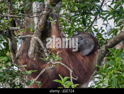 Orangután sonriente alta en árbol, el parque nacional Tanjung Puting, Kalimantan, Indonesia