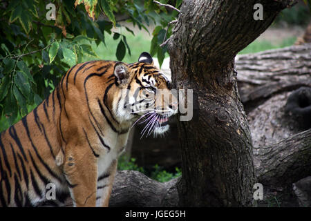 Hermoso tigre grande bajo el árbol mirando a su presa Foto de stock