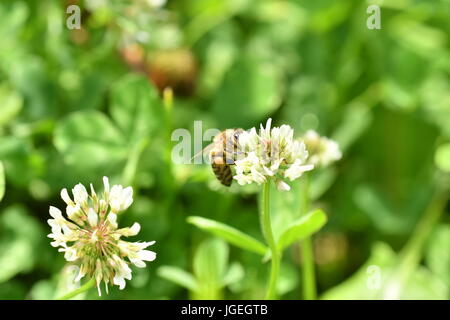 La abeja polinates macro de la flor Foto de stock