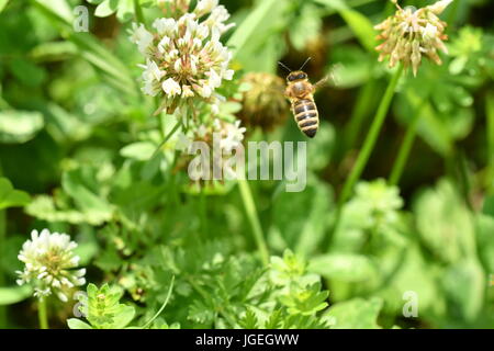 La abeja polinates macro de la flor