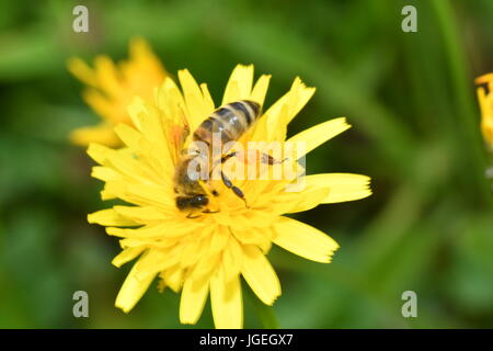 La abeja polinates macro de la flor Foto de stock