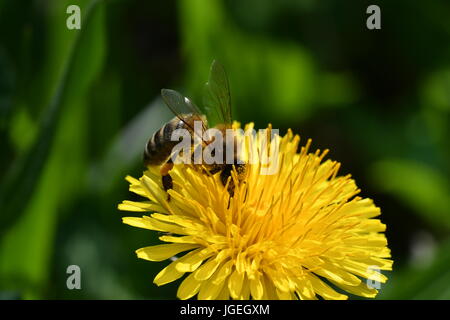 La abeja polinates macro de la flor