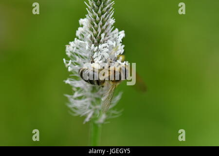 La abeja polinates macro de la flor