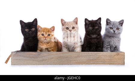 Fila de cinco gatos británicos de Shortair / gatitos sentados en una bandeja de madera aislada sobre fondo blanco / mirando una cámara