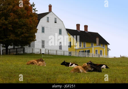 Las vacas en reposo en la parte delantera de la Shaker Village y el museo de Canterbury, NH, EE.UU. Foto de stock