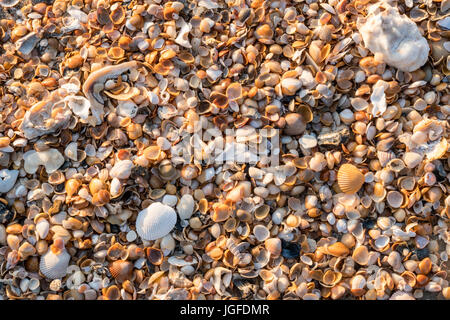 Una colección de caracoles se encuentran en las playas de Amelia Island en Florida.