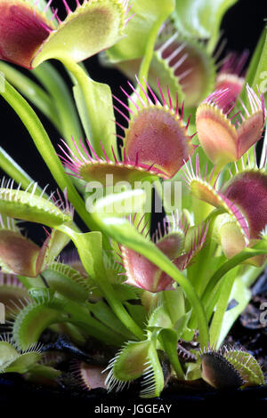 Tropical y coloridos atrapamoscas con dejar abierta y cerrada, planta carnívora Foto de stock