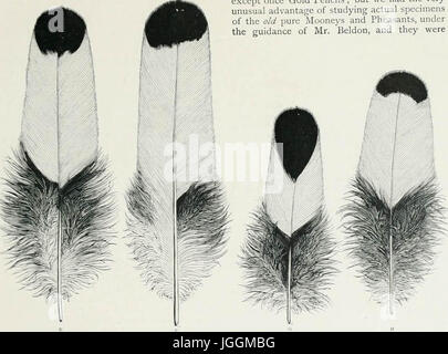 Wright y su libro de las aves de corral, revisado y editado de acuerdo con las últimas normas de club de aves de corral' (1911) Foto de stock