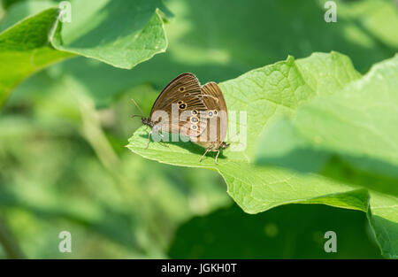 (Aphantopus hyperantus Ringlet), par de acoplamiento Foto de stock