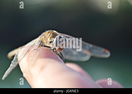 Primer plano de una pequeña libélula en el dedo de la mano Foto de stock