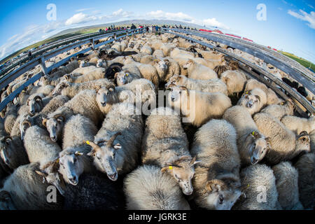 Tradicional encuentro de ovejas en Islandia Foto de stock