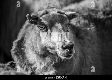 Tradicional encuentro de ovejas en Islandia Foto de stock