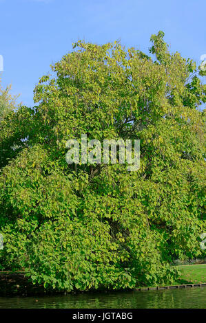 Bean indio árbol / (Catalpa bignonioides Catalpa, syringifolia) / Sur de Catalpa, Cigartree