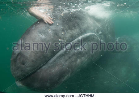 Una persona toca una de California, la ballena gris Eschrichtius robustus, en San Iganico Laguna. Foto de stock
