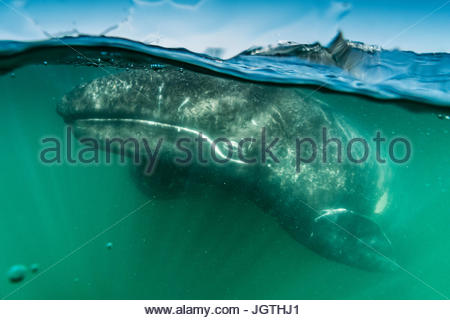 California becerro de la ballena gris, Eschrichtius robustus, en la Laguna San Ignacio. Foto de stock