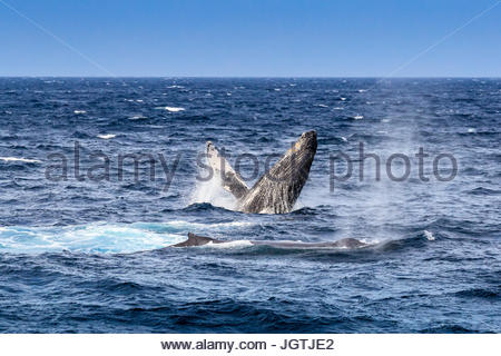 Violar el comportamiento de una ballena jorobada, Megaptera novaeangliae. Foto de stock