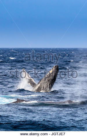 Violar el comportamiento de una ballena jorobada, Megaptera novaeangliae. Foto de stock