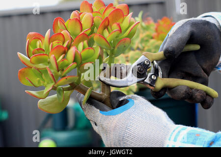 Poda Crassula ovata o también conocida como planta de Jade Foto de stock
