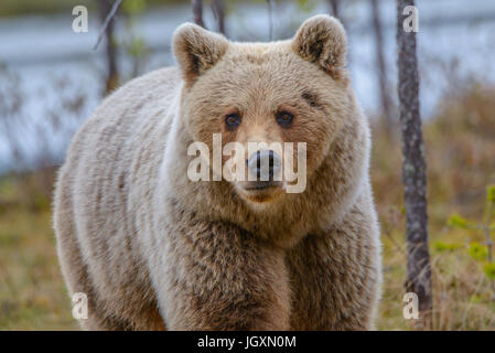 Wild Euroasiática de oso pardo (Ursus arctos arctos) en los bosques de Finlandia.