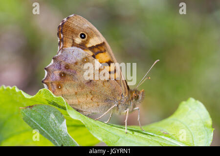 Moteado aegeria Pararge aegeria (madera) mariposa adulta. En el Causse de Gramat, región de Lot, Francia. De mayo. Foto de stock