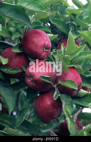 Deliciosas manzanas rojas, Chelan County, Washington Foto de stock