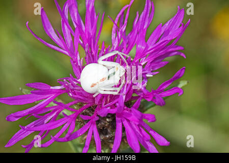 Araña cangrejo hembra (Misumena vatia) en mala hierba Foto de stock