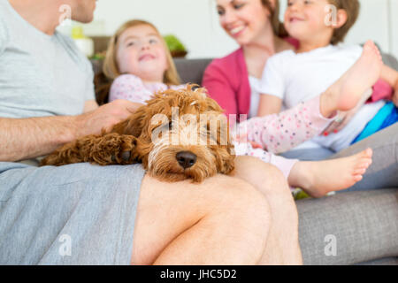 Cockerpoo perro es dormir sobre sus dueños la vuelta. El propietario está sentado en un sofá en su casa con el resto de su familia. Foto de stock