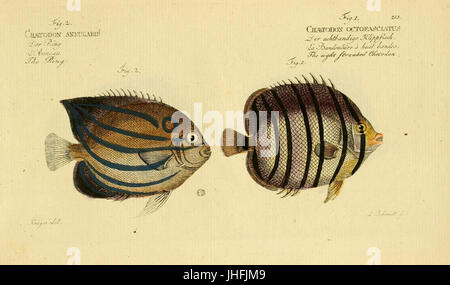 Ichthyologie; ou, Histoire Naturelle des poissons (placa 215) (7064531311) Foto de stock