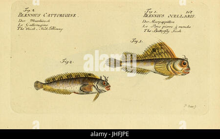 Ichthyologie; ou, Histoire Naturelle des poissons (placa 167) (7064493121) Foto de stock