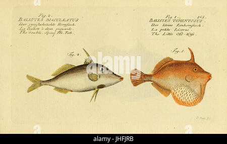 Ichthyologie; ou, Histoire Naturelle des poissons (placa 148) (6918404454) Foto de stock