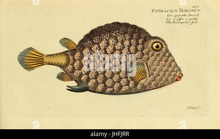 Ichthyologie; ou, Histoire Naturelle des poissons (placa 135) (6918392448) Foto de stock