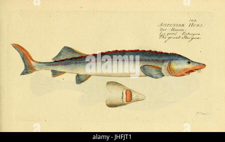 Ichthyologie; ou, Histoire Naturelle des poissons (placa 129) (7064466819) Foto de stock