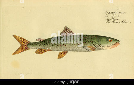 Ichthyologie; ou, Histoire Naturelle des poissons (placa 100) (6918369072) Foto de stock