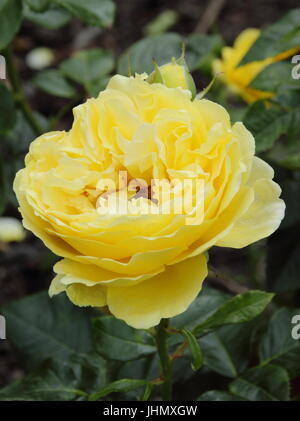 Rosa GRAHAM THOMAS, un arbusto perfumado English Rose criados por David Austin, en plena floración en un jardín inglés frontera en verano Foto de stock