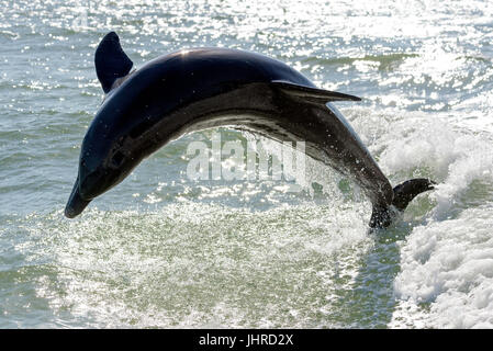 Delfín nariz de botella común (Tursiops truncatus) breaching cerca de Marco Island, Florida, EE.UU Foto de stock