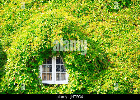 Una ventana en el popular Tu Ir Hwnt Bont, salones de té en Llanrwst cubiertas de exuberante vegetación rastrera de virginia ivy en verano, Llanrwst, Gales Foto de stock