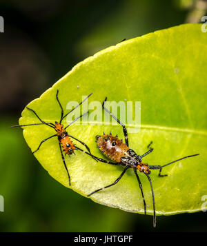 Género zelus o assassin naranja bugs colgando de un árbol de hoja Foto de stock