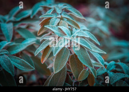 Hojas de color verde salvia común - planta perenne subarbusto perenne closeup. Profundidad de campo Foto de stock