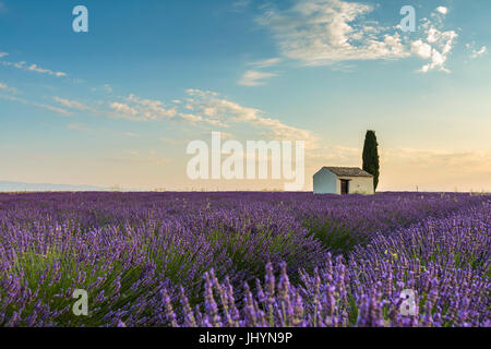 Casa rural con árbol en un cultivo de lavanda, la Meseta de Valensole, Alpes-de-Haute-Provence, Provence-Alpes-Côte d'Azur, Francia Foto de stock