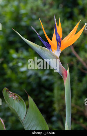 Plymouth, Reino Unido. El 19 de julio, 2017. Sub-tropicales exóticas aves  del paraíso, flor Strelitzia reginae, flores después de cuatro años de  crecimiento en el exterior, en un jardín de Plymouth. La planta es  generalmente demasiado tierno para el clima ...