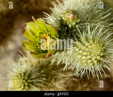 Cholla Cactus florece, a comienzos de la primavera en el desierto de Mojave, no tocar no dejan ir
